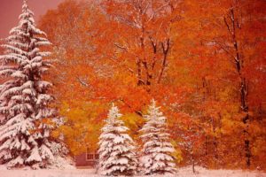 nature, Forest, Trees, Flowers, Snow, Winter, Autumn