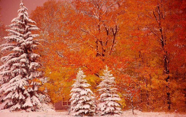 nature, Forest, Trees, Flowers, Snow, Winter, Autumn HD Wallpaper Desktop Background
