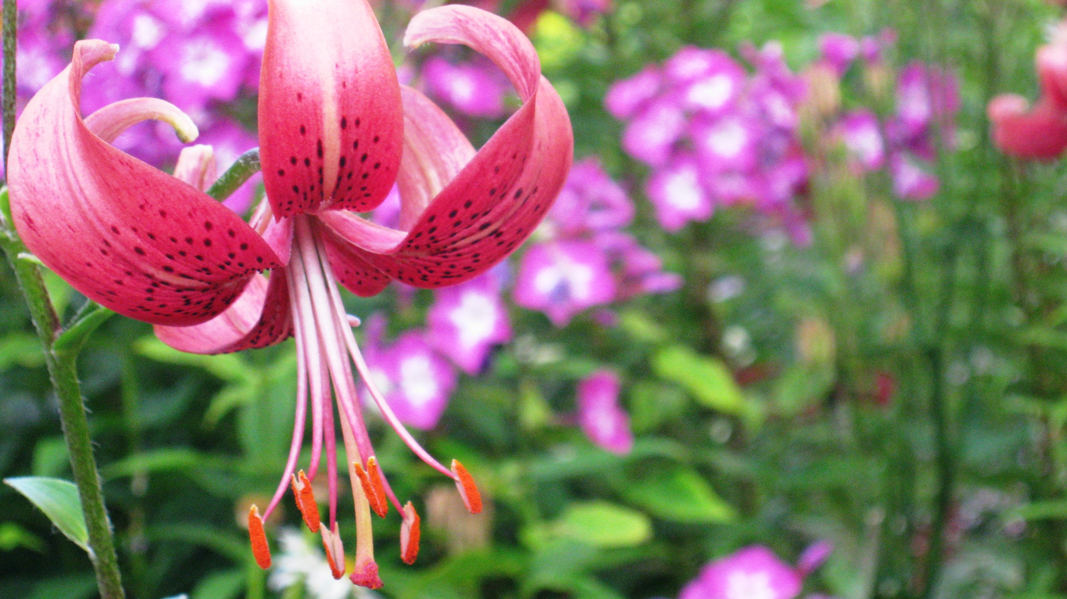 lily, Garden, Peter Wallpaper