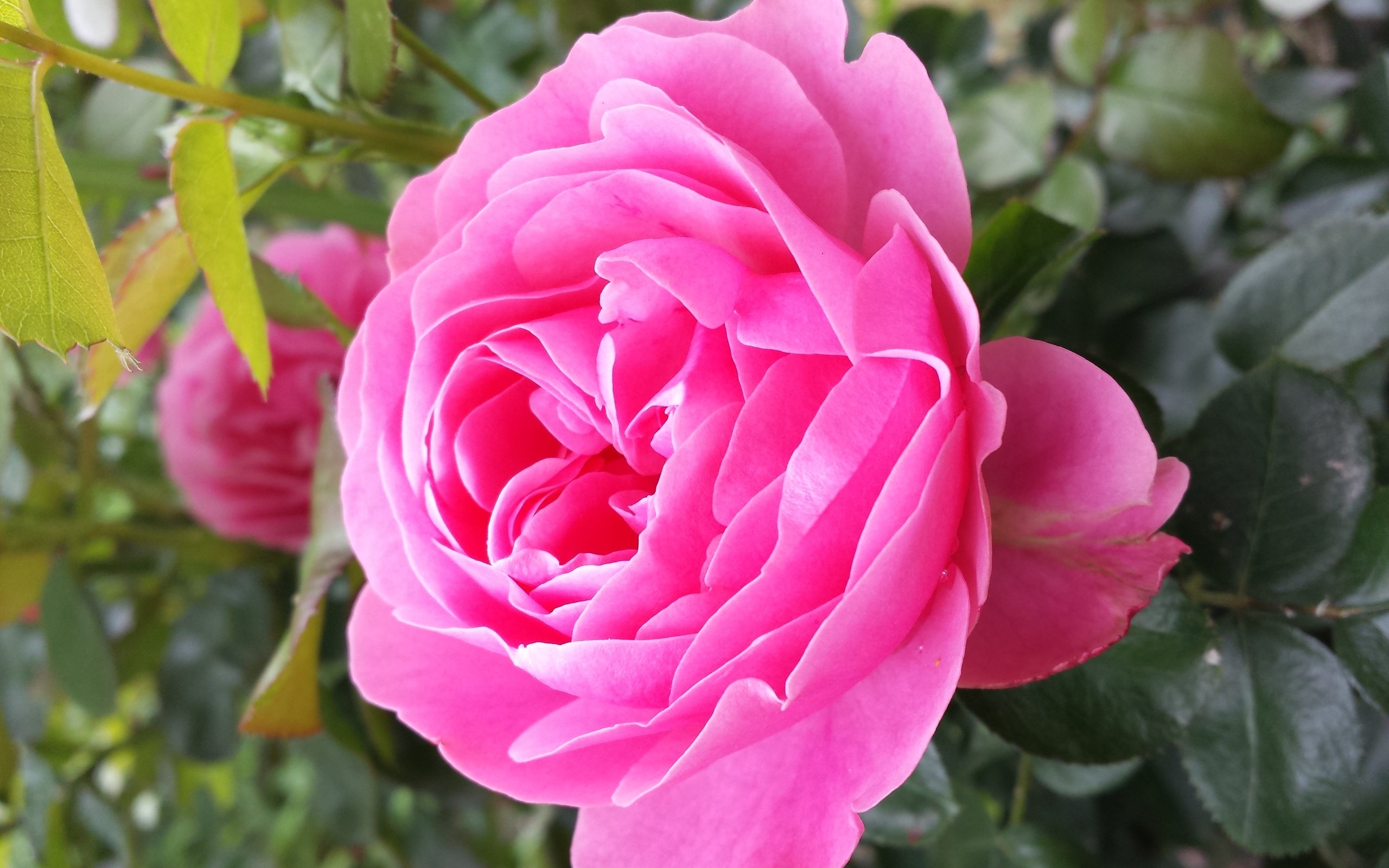 rose, Beauty Wallpaper