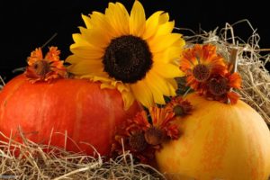 sunflower, Pumpkin, Autumn
