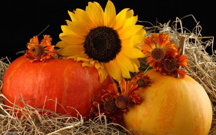 sunflower, Pumpkin, Autumn HD Wallpaper Desktop Background