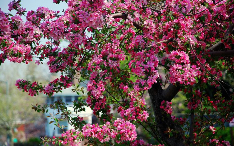 tree, An, Apple, Tree, Flowers, Spring HD Wallpaper Desktop Background