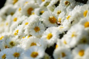 white, Bee, Chrysanthemum, Flower, Insect