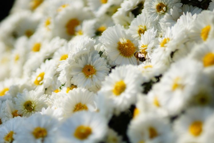 white, Bee, Chrysanthemum, Flower, Insect HD Wallpaper Desktop Background