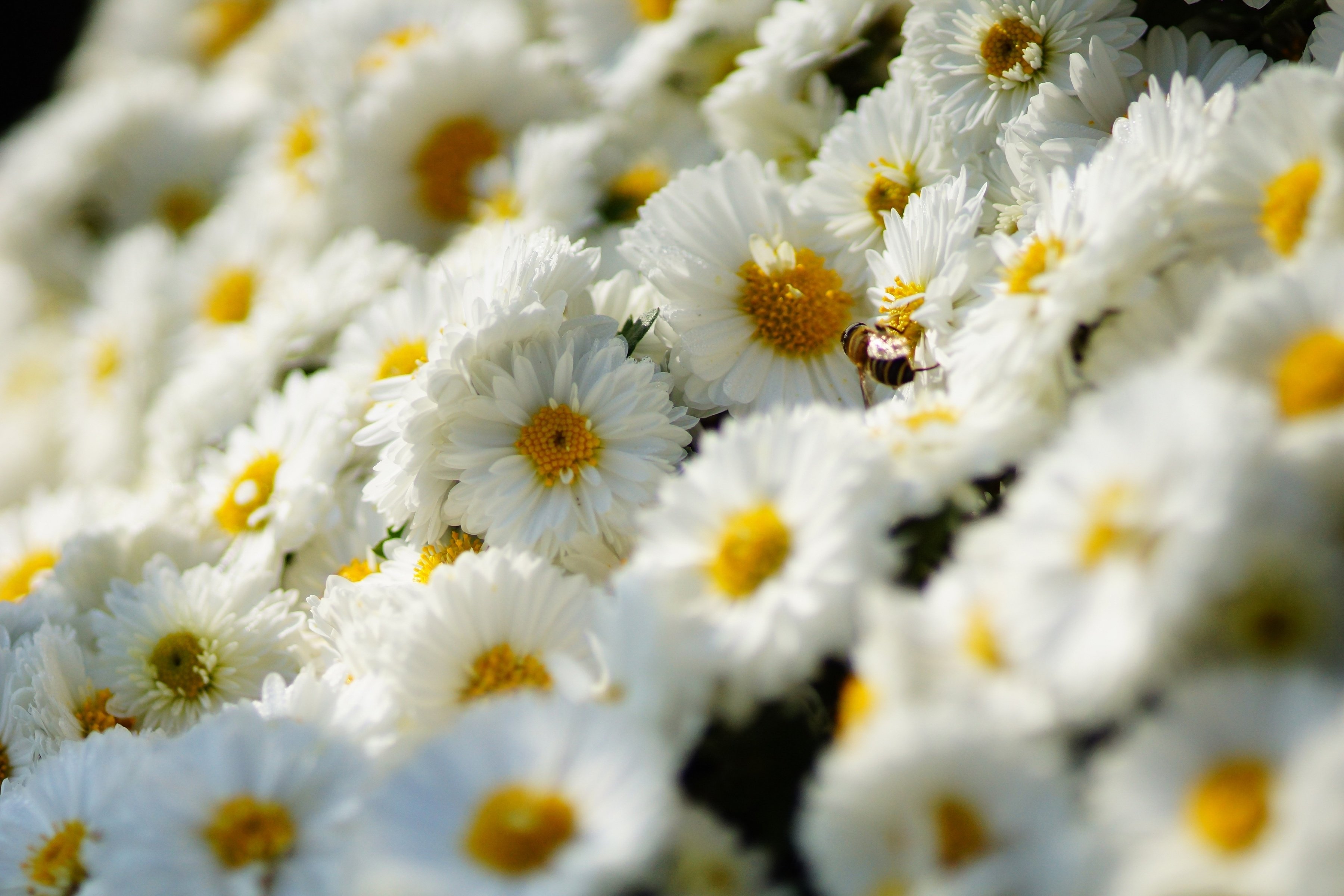 white, Bee, Chrysanthemum, Flower, Insect Wallpaper