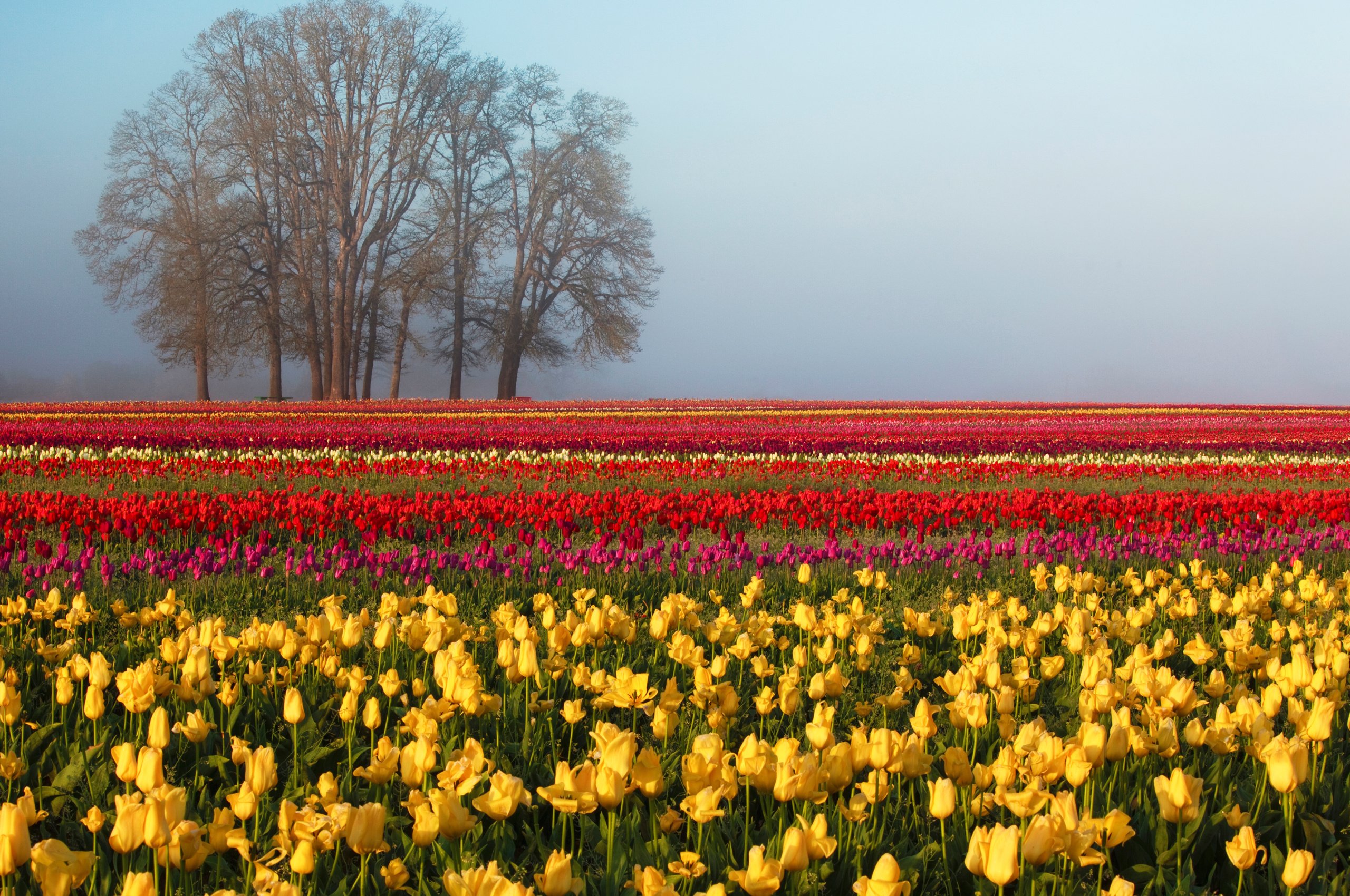 tree, Nature, Sky, Spring, Tulips Wallpaper