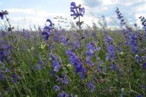 violet, Flowers, Field