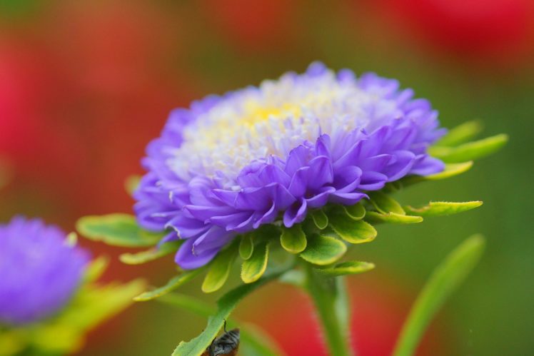 aster, Flower, Petals, Purple, Bud HD Wallpaper Desktop Background