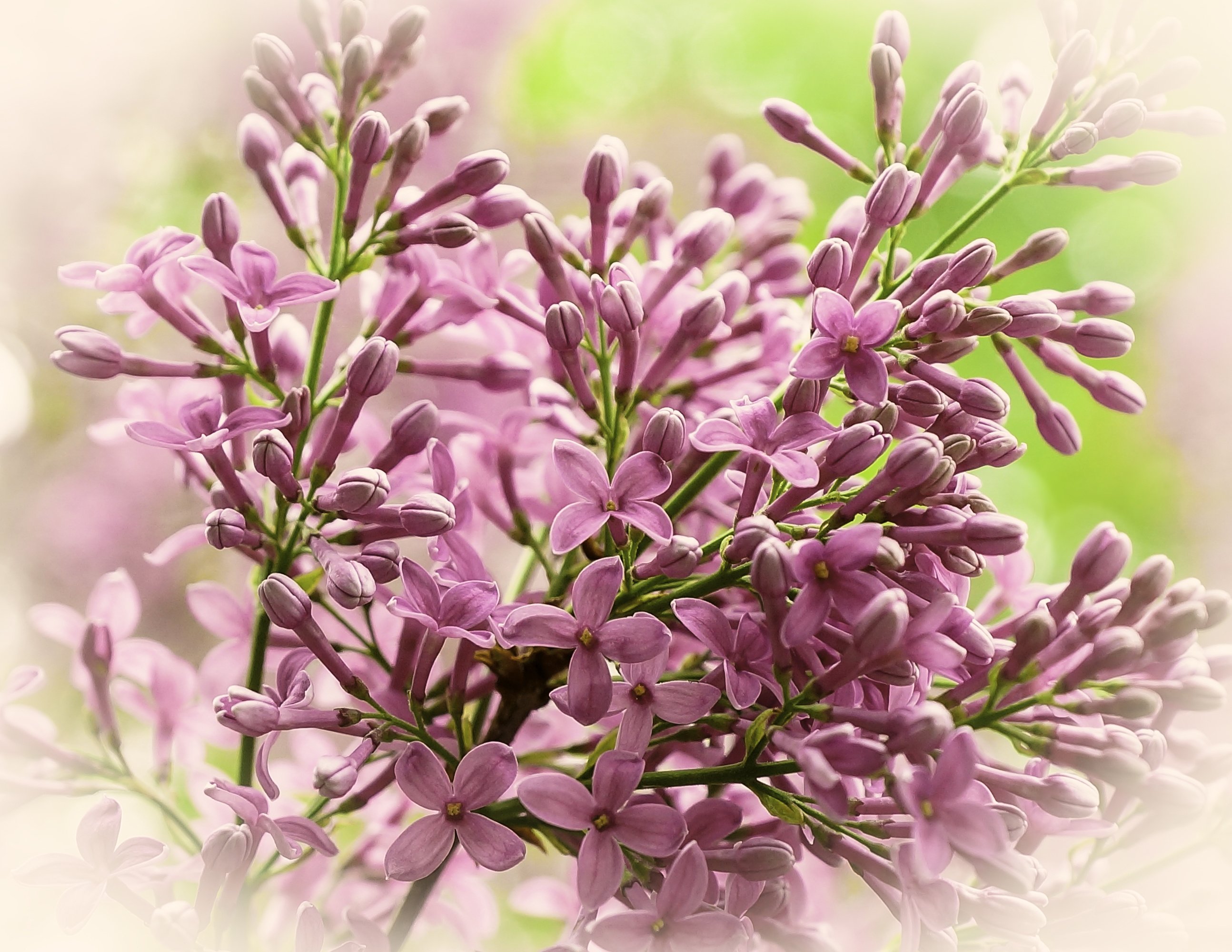 branch, Lilac, Flora Wallpaper