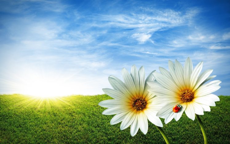 flowers, Daisies, Sky, Ladybugs HD Wallpaper Desktop Background