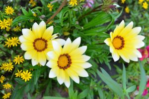 gazania, Flowers, Garden, Yellow