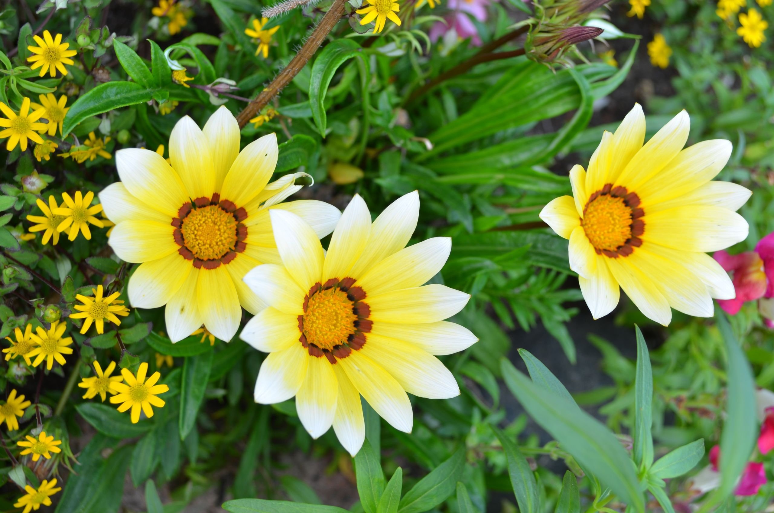 gazania, Flowers, Garden, Yellow Wallpaper