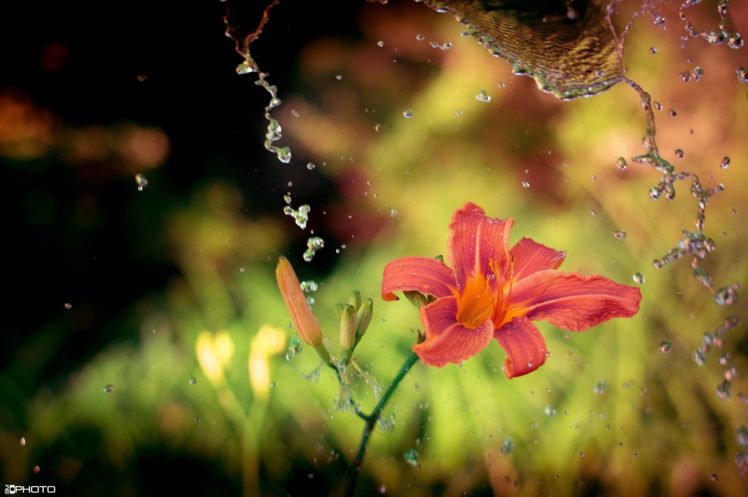 lily, Flower, Water, Splashing, Close up HD Wallpaper Desktop Background