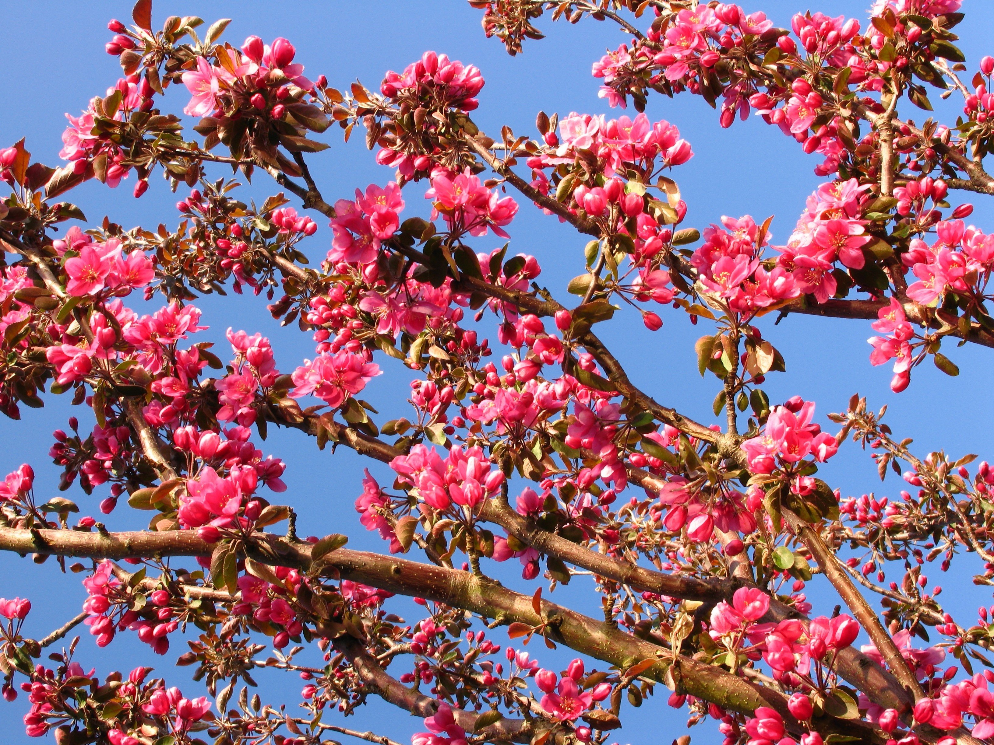 cherry, Flowers, Flora Wallpaper