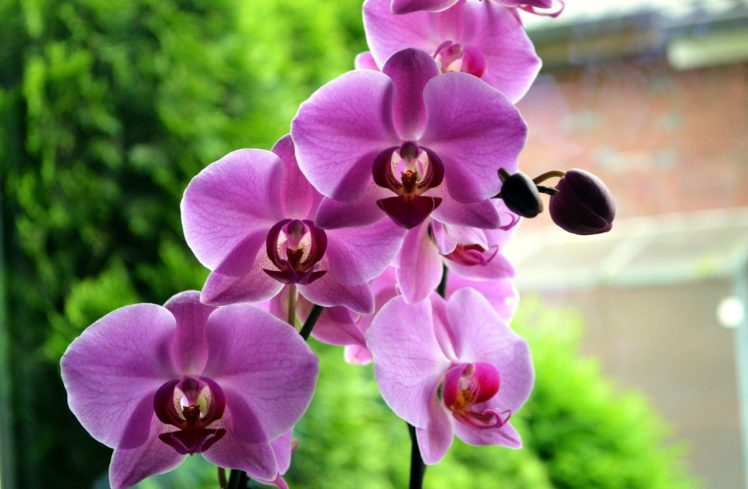 orchid, Flowers, Buds, Stem, Exotic HD Wallpaper Desktop Background
