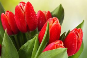 flowers, Tulips, Red, Wet, Drops, Leaves