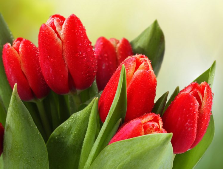 flowers, Tulips, Red, Wet, Drops, Leaves HD Wallpaper Desktop Background
