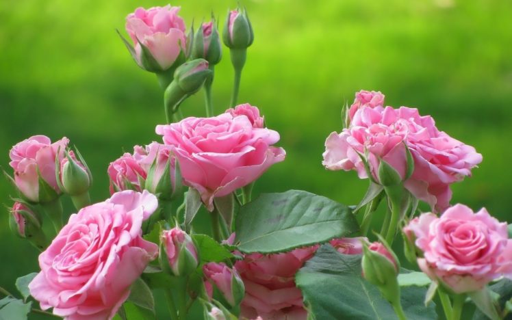 rose, Buds, Rose, Blooms HD Wallpaper Desktop Background