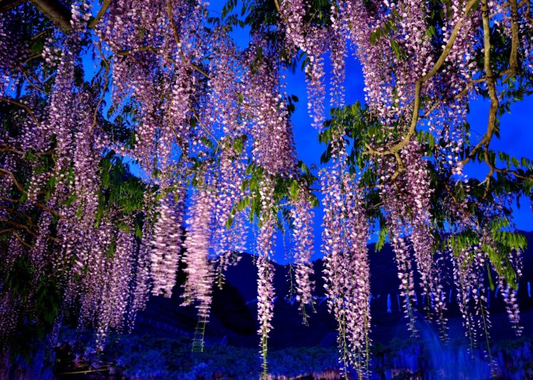 night, Tree, Branch, Flowers HD Wallpaper Desktop Background