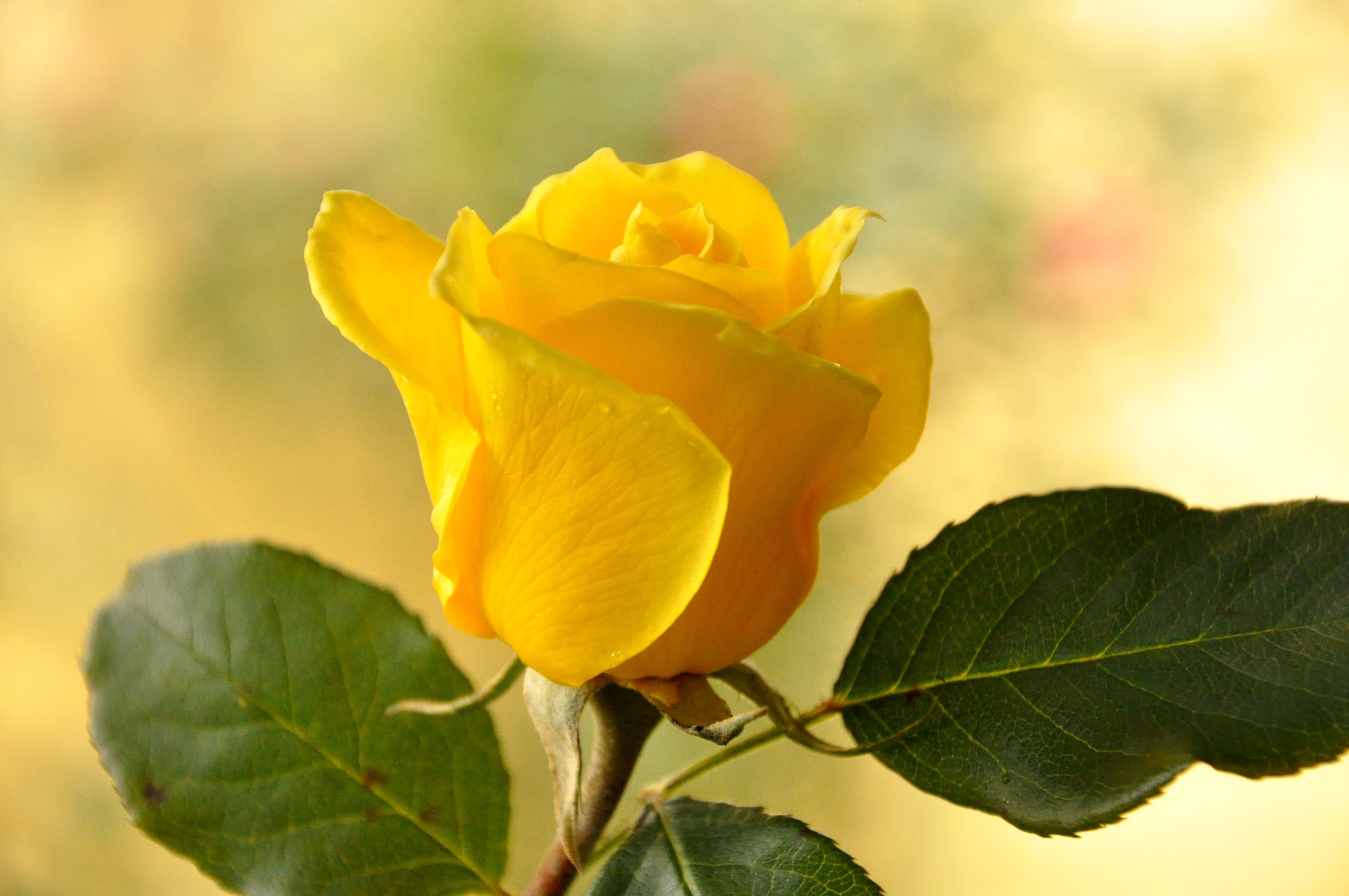 rose, Close up, Yellow, Leaves, Flowers Wallpaper