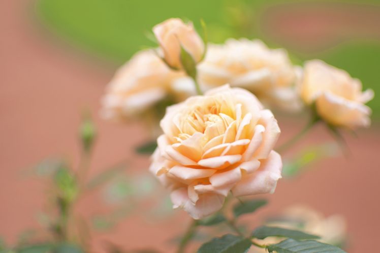 rose, Flower, Bud, Close up, Blurred HD Wallpaper Desktop Background