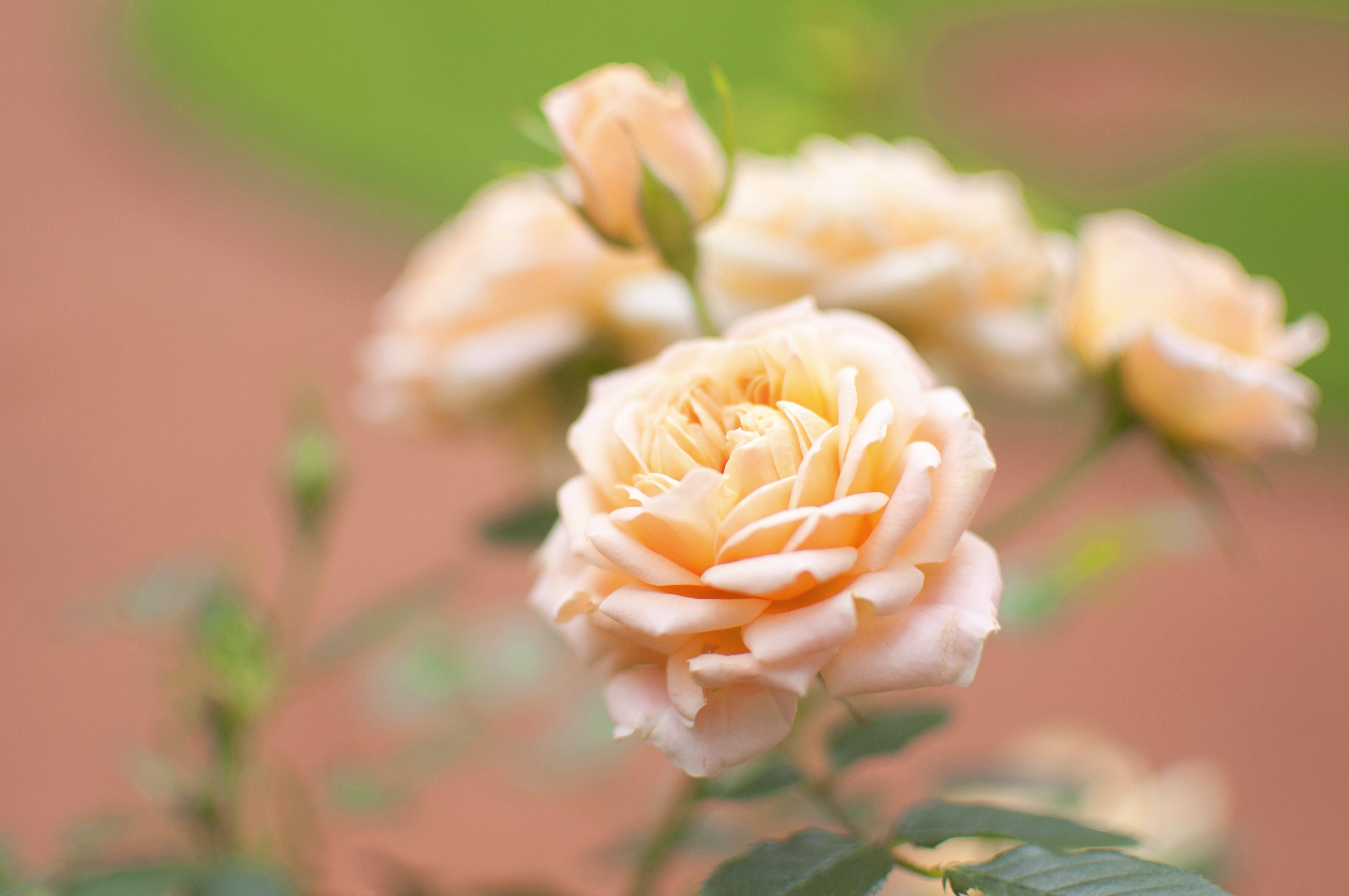 rose, Flower, Bud, Close up, Blurred Wallpaper