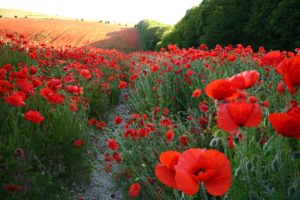 poppies, Fields, Many, Red, Trail, Flowers