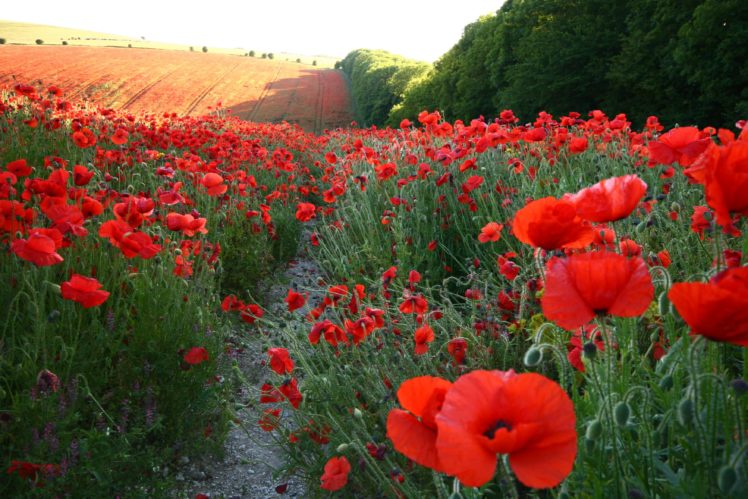 poppies, Fields, Many, Red, Trail, Flowers HD Wallpaper Desktop Background
