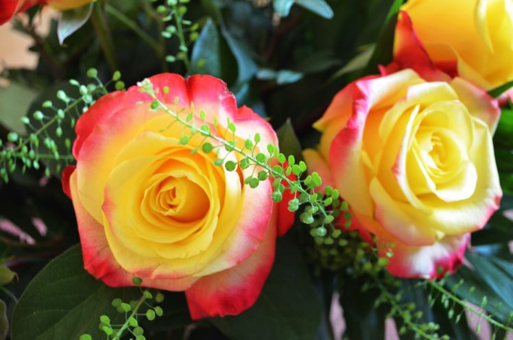 rose, Petals, Yellow, Leaves HD Wallpaper Desktop Background