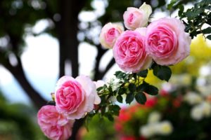 rose, Pink, Love