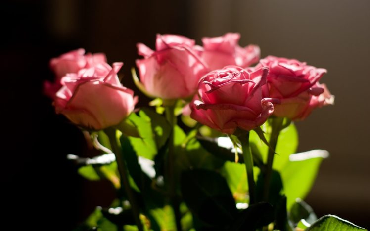 roses, Pink, Flower, Light, Leaves HD Wallpaper Desktop Background