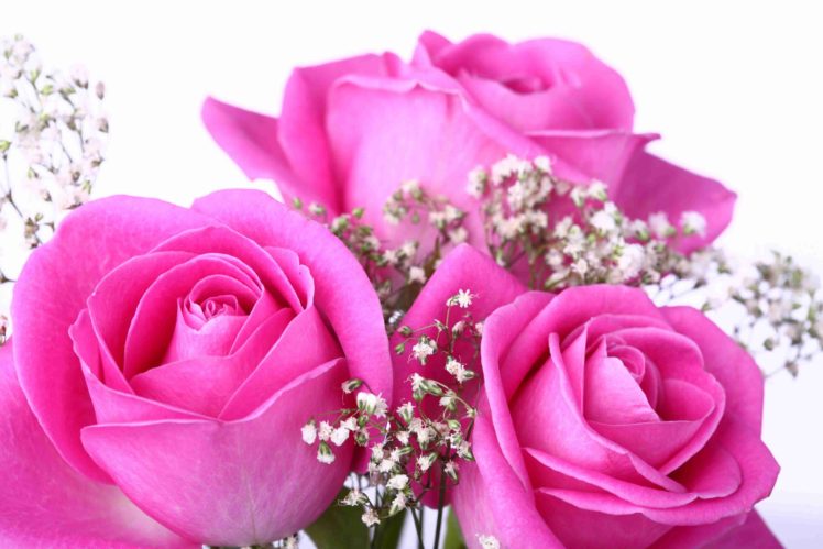 roses, Pink HD Wallpaper Desktop Background