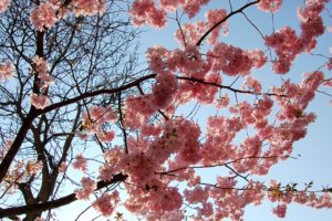 sakura, Sky, Spring