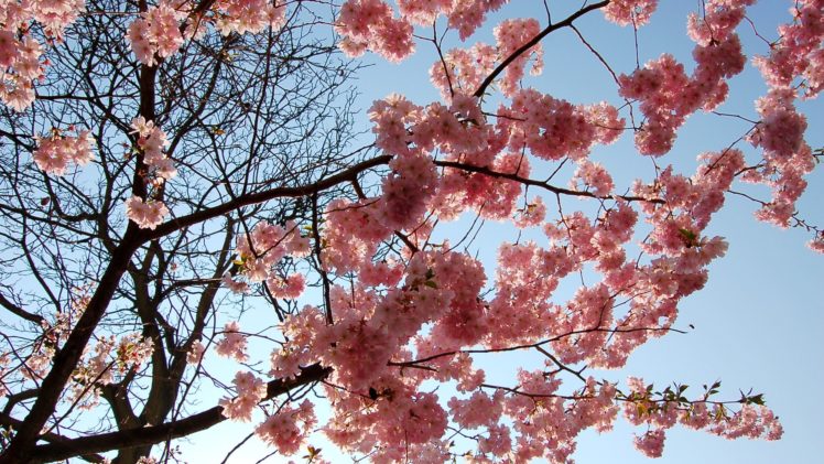 sakura, Sky, Spring HD Wallpaper Desktop Background