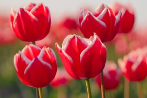 tulips, Flowers, Petals, Buds