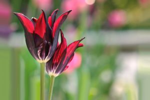 tulips, Closeup, Flowers