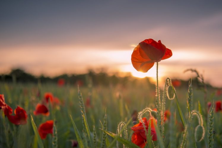 field, Flowers, Poppies, Ears, Of, Corn, Sunset HD Wallpaper Desktop Background