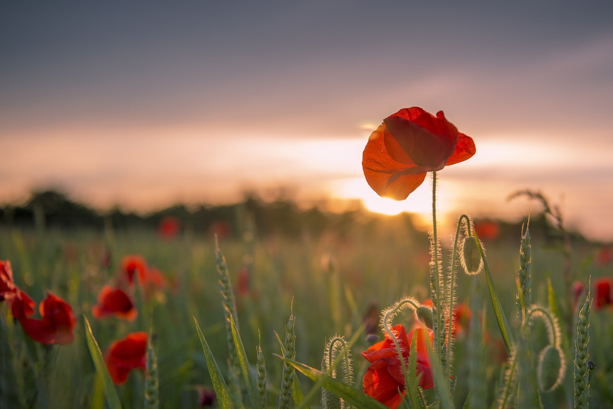 field, Flowers, Poppies, Ears, Of, Corn, Sunset Wallpapers HD / Desktop