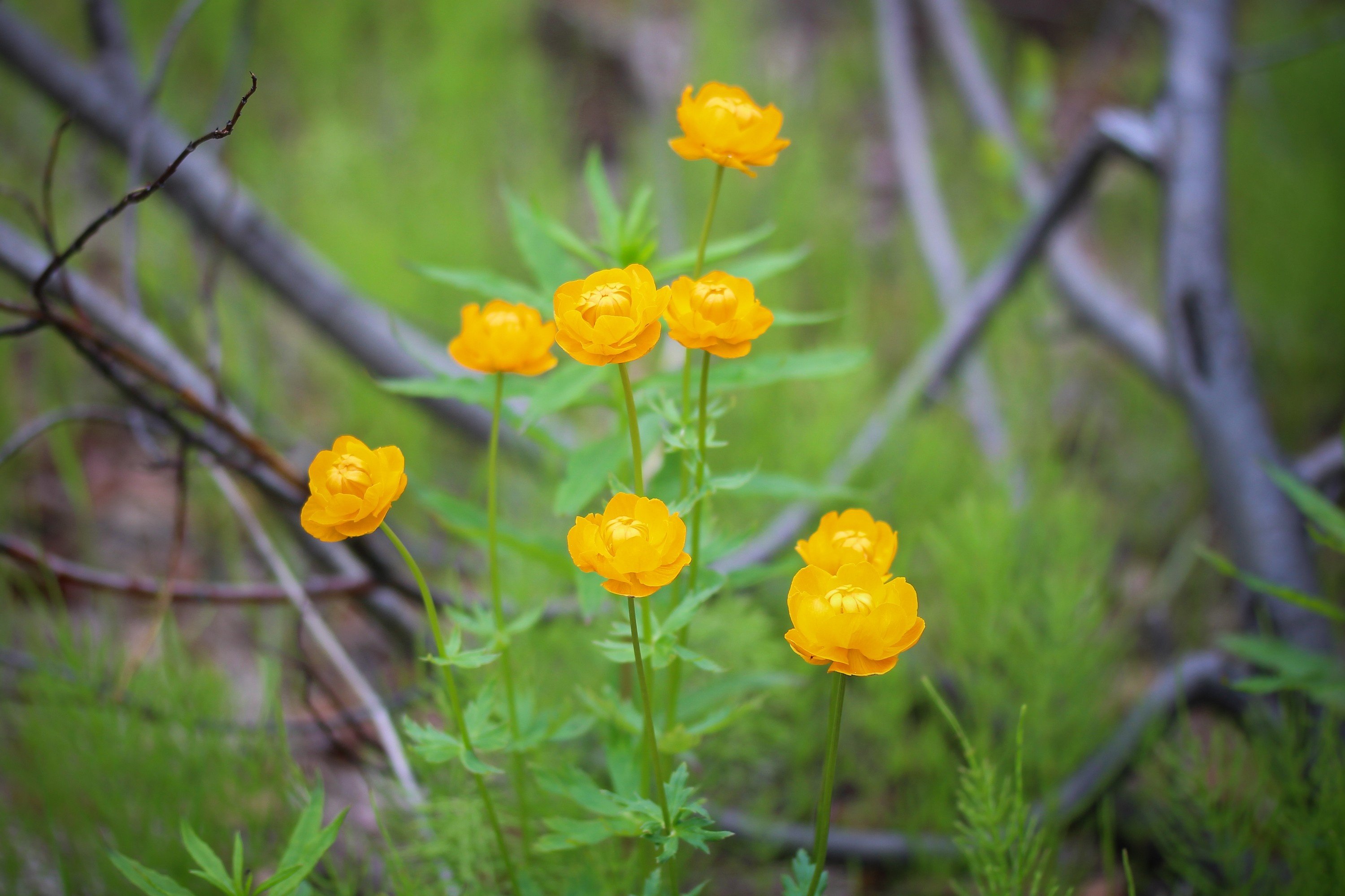 hot, Summer, Nature, Flowers, Beautiful, Tundra, Taimyr, Blur Wallpaper