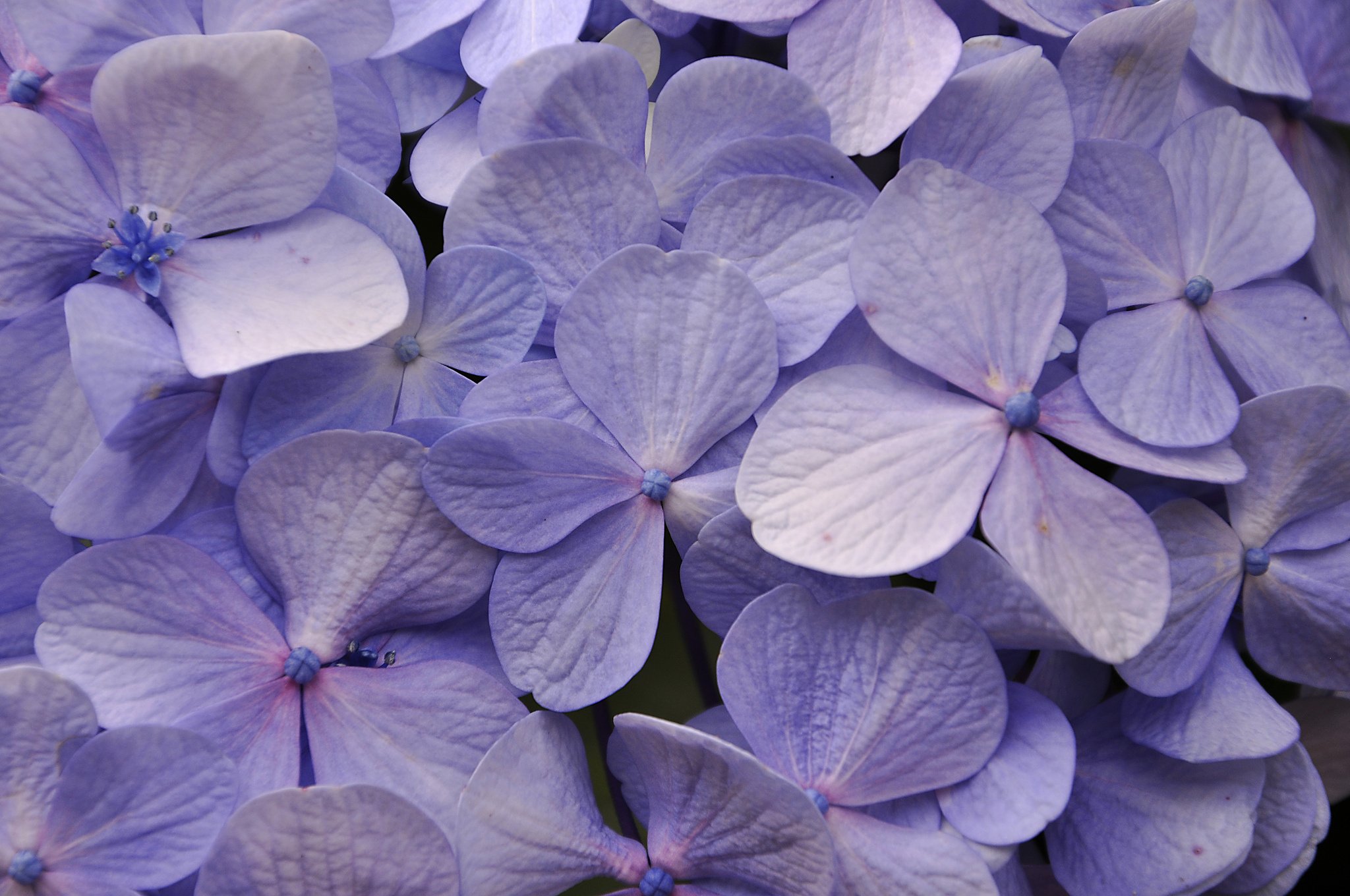 hydrangea, Petals, Close up Wallpapers HD / Desktop and Mobile Backgrounds