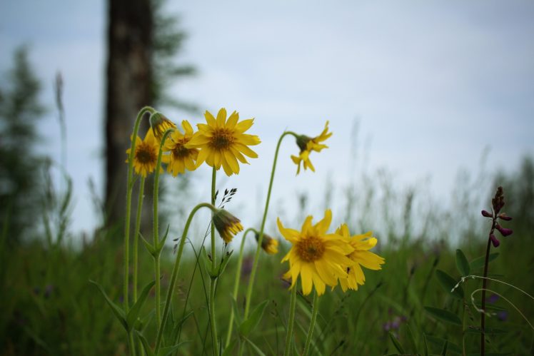 nature, Flowers, Yellow, Beautiful, Tundra HD Wallpaper Desktop Background