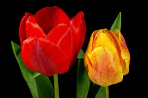 flowers, Tulips, Close up