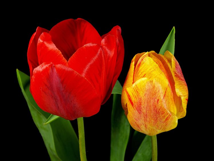flowers, Tulips, Close up HD Wallpaper Desktop Background