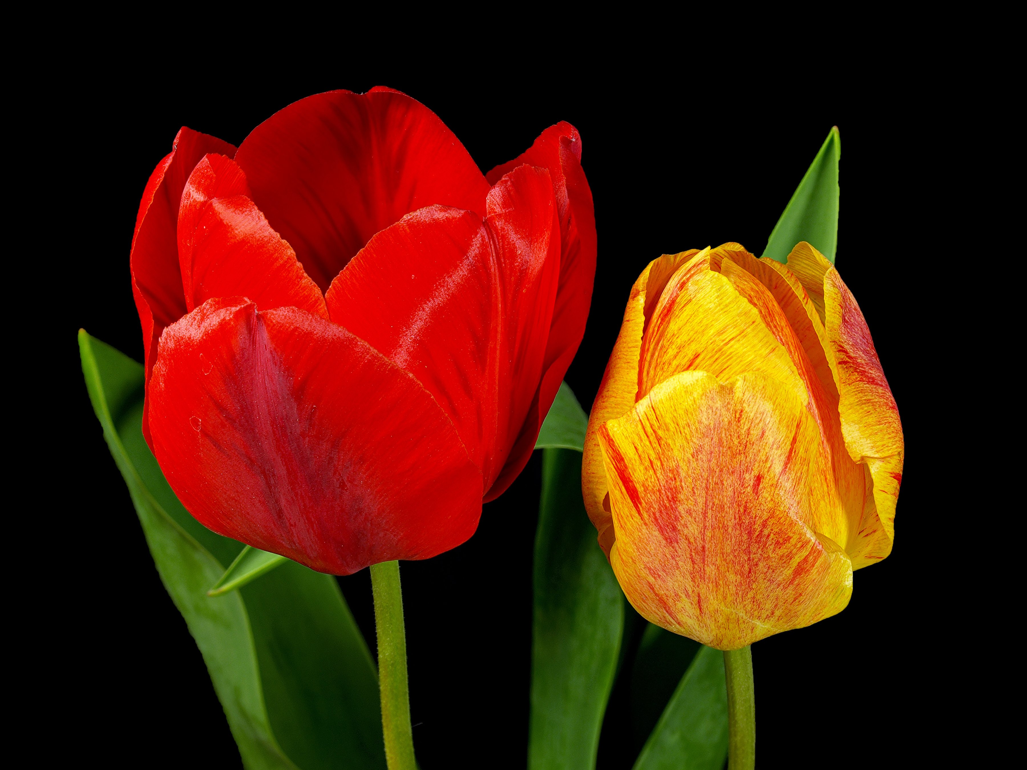 flowers, Tulips, Close up Wallpaper