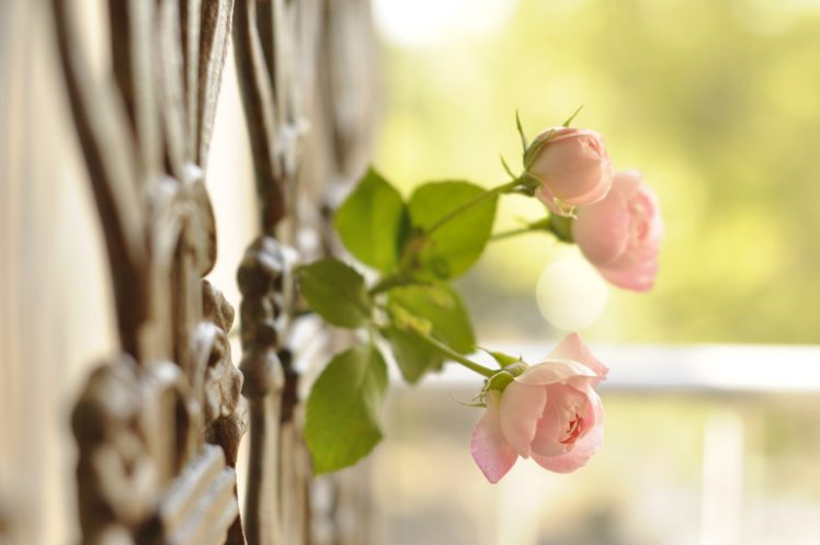 rose, Buds, Fence, Close up HD Wallpaper Desktop Background