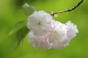 sakura, Cherry, Blossoms, Flowers, Branch, Macro, Spring