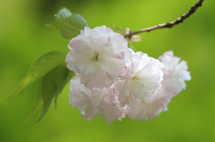 sakura, Cherry, Blossoms, Flowers, Branch, Macro, Spring HD Wallpaper Desktop Background
