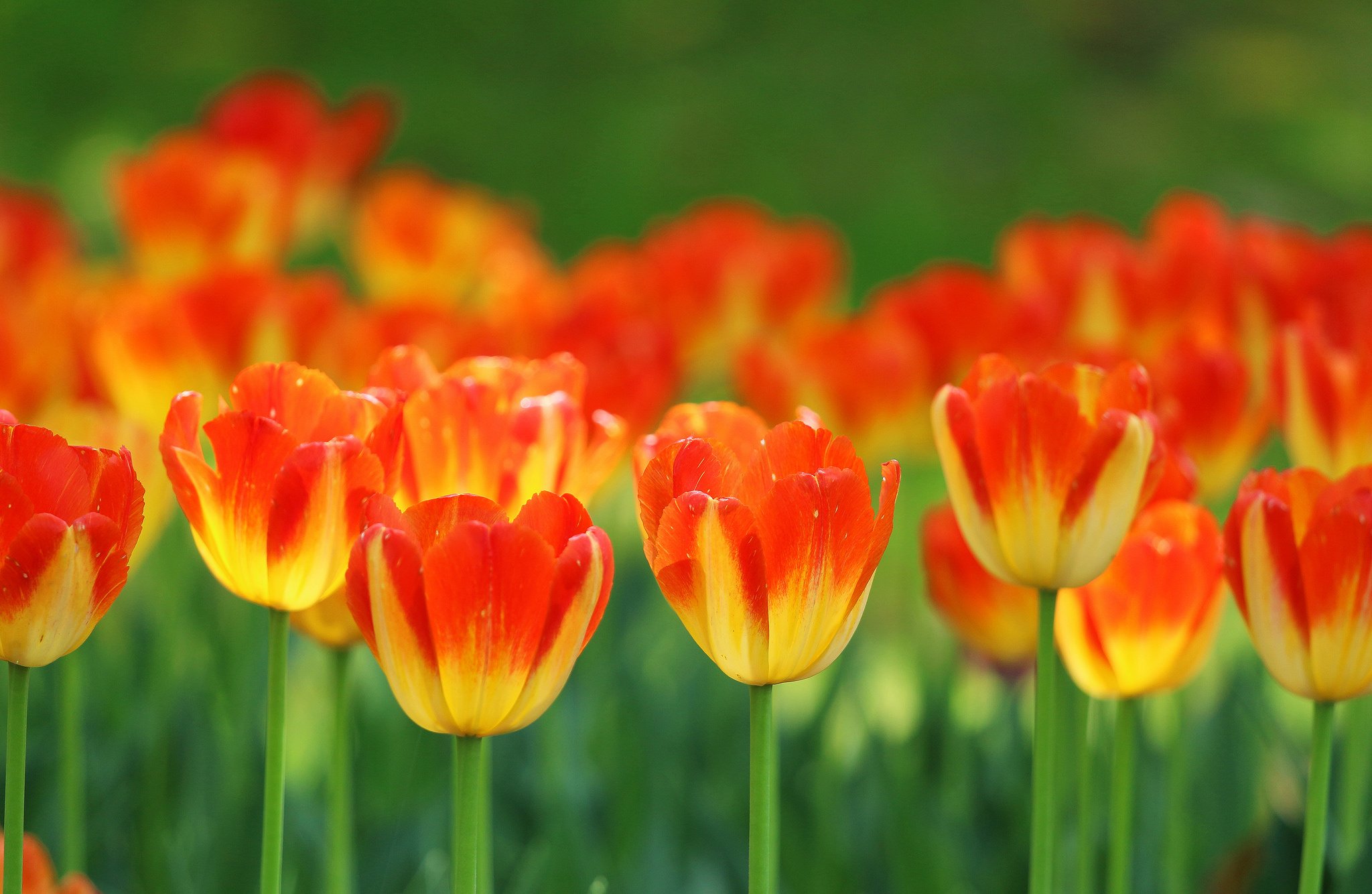 tulips, Buds, Bokeh Wallpapers HD / Desktop and Mobile Backgrounds