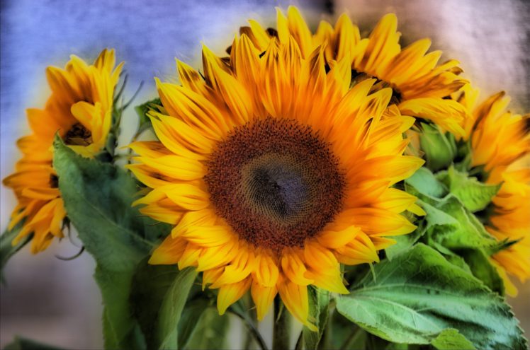 sunflowers, Flowers, Flora HD Wallpaper Desktop Background